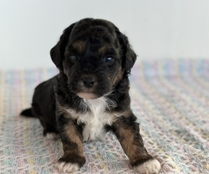 Poodle (Miniature)-Zuchon Mix Puppy for sale in ALGOMA, WI, USA