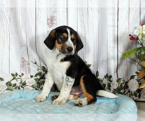 Australian Shepherd-Bluetick Coonhound Mix Puppy for sale in PENNS CREEK, PA, USA