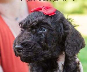 Medium Poodle (Standard)