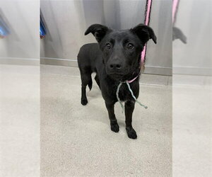 Shepradors Dogs for adoption in Fairbanks, AK, USA