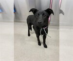 Small Shepradors