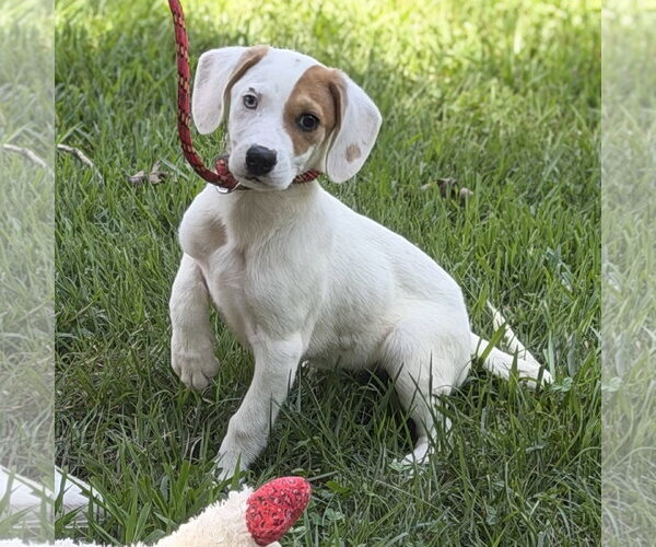 Medium Photo #4 Beagle Puppy For Sale in Yardley, PA, USA