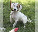 Small #3 Beagle