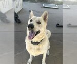 Small Photo #1 German Shepherd Dog Puppy For Sale in Chula Vista, CA, USA