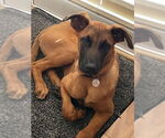 Small #2 Mutt