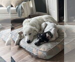 Small #4 Great Pyrenees Mix