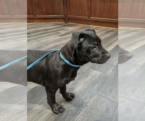 Medium Photo #3 Mutt Puppy For Sale in Holly Springs, NC, USA