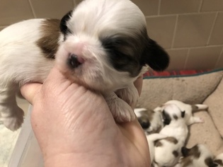 Shih Tzu Puppy for sale in NORTH DARTMOUTH, MA, USA