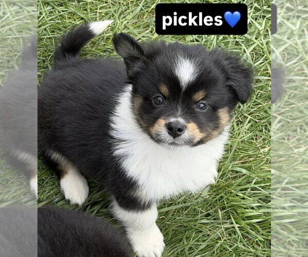 Medium Photo #1 Australian Shepherd-Unknown Mix Puppy For Sale in Aurora, IN, USA