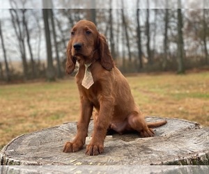 Irish Setter Puppy for sale in CEDAR LANE, PA, USA