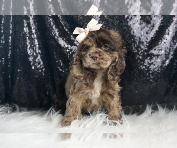 Medium Photo #17 Cocker Spaniel Puppy For Sale in WARSAW, IN, USA