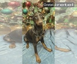 Small #5 Doberman Pinscher