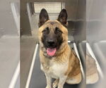 Small #3 Akita-German Shepherd Dog Mix