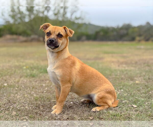 Medium Photo #5 Pug-Unknown Mix Puppy For Sale in PIPE CREEK, TX, USA