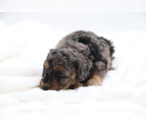 Medium Photo #18 Cockapoo Puppy For Sale in RIPLEY, TN, USA