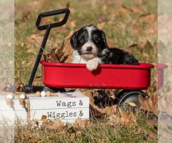 Medium Photo #3 Bernedoodle (Miniature) Puppy For Sale in PRAIRIE VIEW, KS, USA