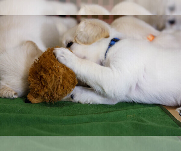 Medium Photo #1 English Cream Golden Retriever Puppy For Sale in MALDEN, MA, USA