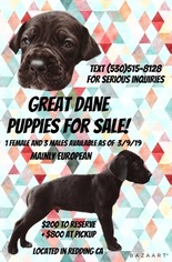 Great Dane Puppy for sale in REDDING, CA, USA