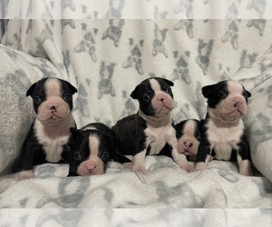 Boston Terrier Puppy for sale in CHARLOTTESVILLE, VA, USA