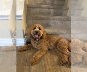 Mother of the Goldendoodle puppies born on 11/25/2025