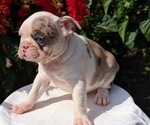Small #8 Faux Frenchbo Bulldog
