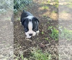 Small #7 Boston Terrier