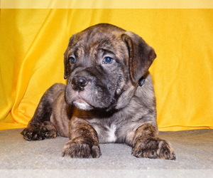 Bullmastiff Puppy for sale in VERONA, MO, USA