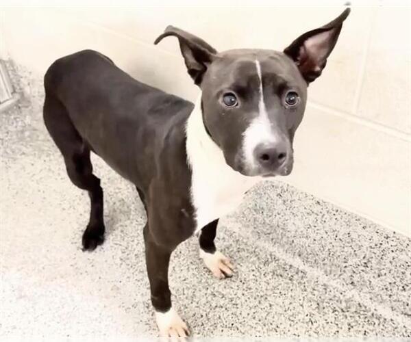 Medium Photo #2 American Pit Bull Terrier Puppy For Sale in Houston, TX, USA