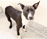 Small Photo #2 American Pit Bull Terrier Puppy For Sale in Houston, TX, USA