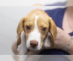 Beagle-Unknown Mix Dogs for adoption in Mountain Home, AR, USA