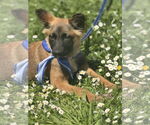 Small #30 German Shepherd Dog