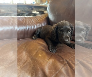 Boykin Spaniel Puppy for sale in BATESVILLE, AR, USA