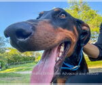 Small #2 Doberman Pinscher