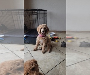 Poodle (Standard) Puppy for sale in CALDWELL, ID, USA