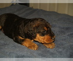 Small Photo #40 Airedale Terrier Puppy For Sale in CHARLESTOWN, IN, USA