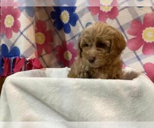 Poovanese Puppy for sale in SHILOH, OH, USA