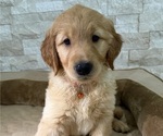 Small #1 Golden Retriever