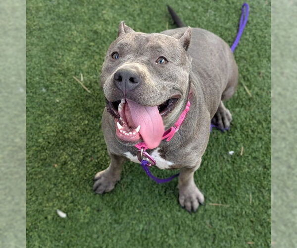 Medium Photo #2 American Pit Bull Terrier-Unknown Mix Puppy For Sale in Las Vegas, NV, USA