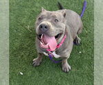 Small #1 American Pit Bull Terrier Mix