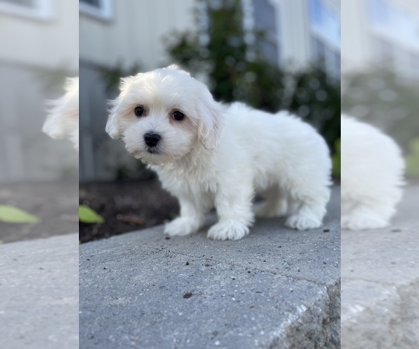 Medium Photo #3 Coton de Tulear-Poodle (Toy) Mix Puppy For Sale in CANOGA, NY, USA