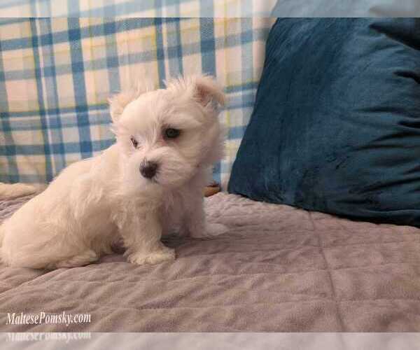Medium Photo #4 Maltese Puppy For Sale in OCALA, FL, USA