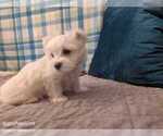 Small Photo #16 Maltese Puppy For Sale in OCALA, FL, USA
