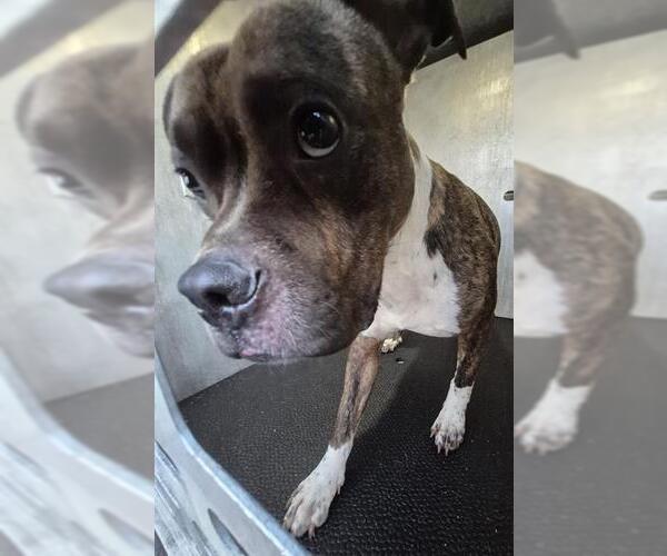 Medium Photo #1 American Staffordshire Terrier-Unknown Mix Puppy For Sale in San Antonio, TX, USA