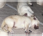 Small Photo #11 Labrador Retriever Puppy For Sale in CARMICHAEL, CA, USA