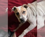 Flossy - Female Staffordshire Bull Terrier Dog for Adoption - Small photo