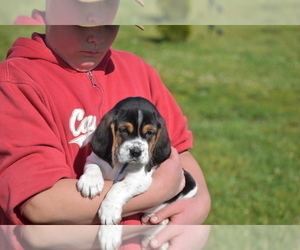 Basset Hound Puppy for Sale in SEQUIM, Washington USA