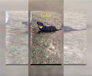 Doberman Pinscher Dogs for adoption in FRAMINGHAM, MA, USA
