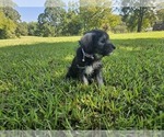 Small #2 Schnauzer (Miniature)
