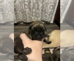 Puppy Purple Girl Mastiff