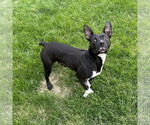 Small #33 American Pit Bull Terrier Mix